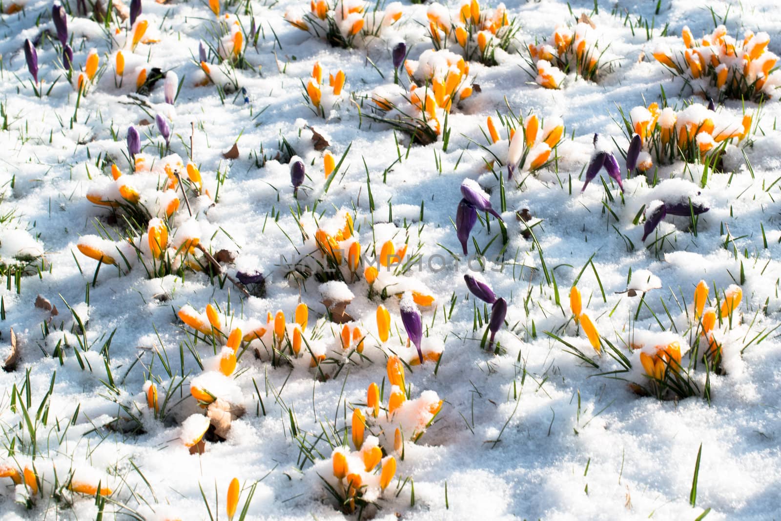 First crocus flowers blooming through the melting snow in the early spring