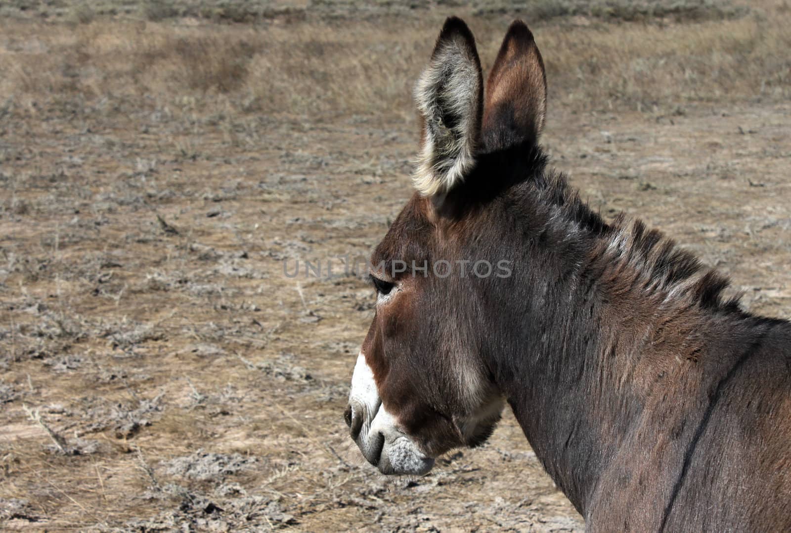 donkey on meadow