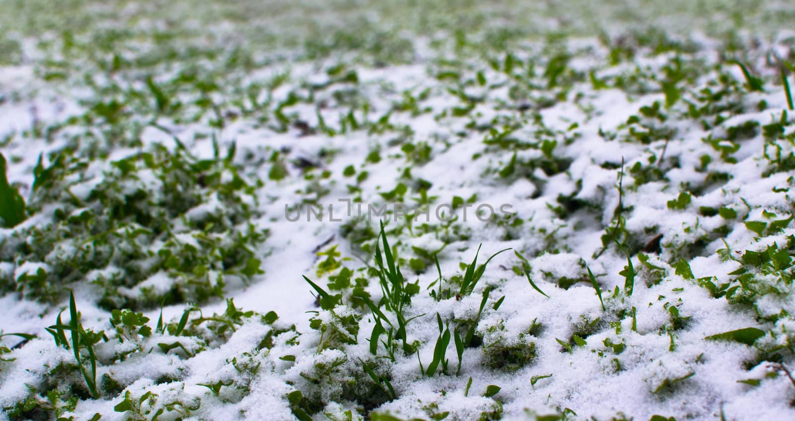 green grass in the snow by Lexxizm