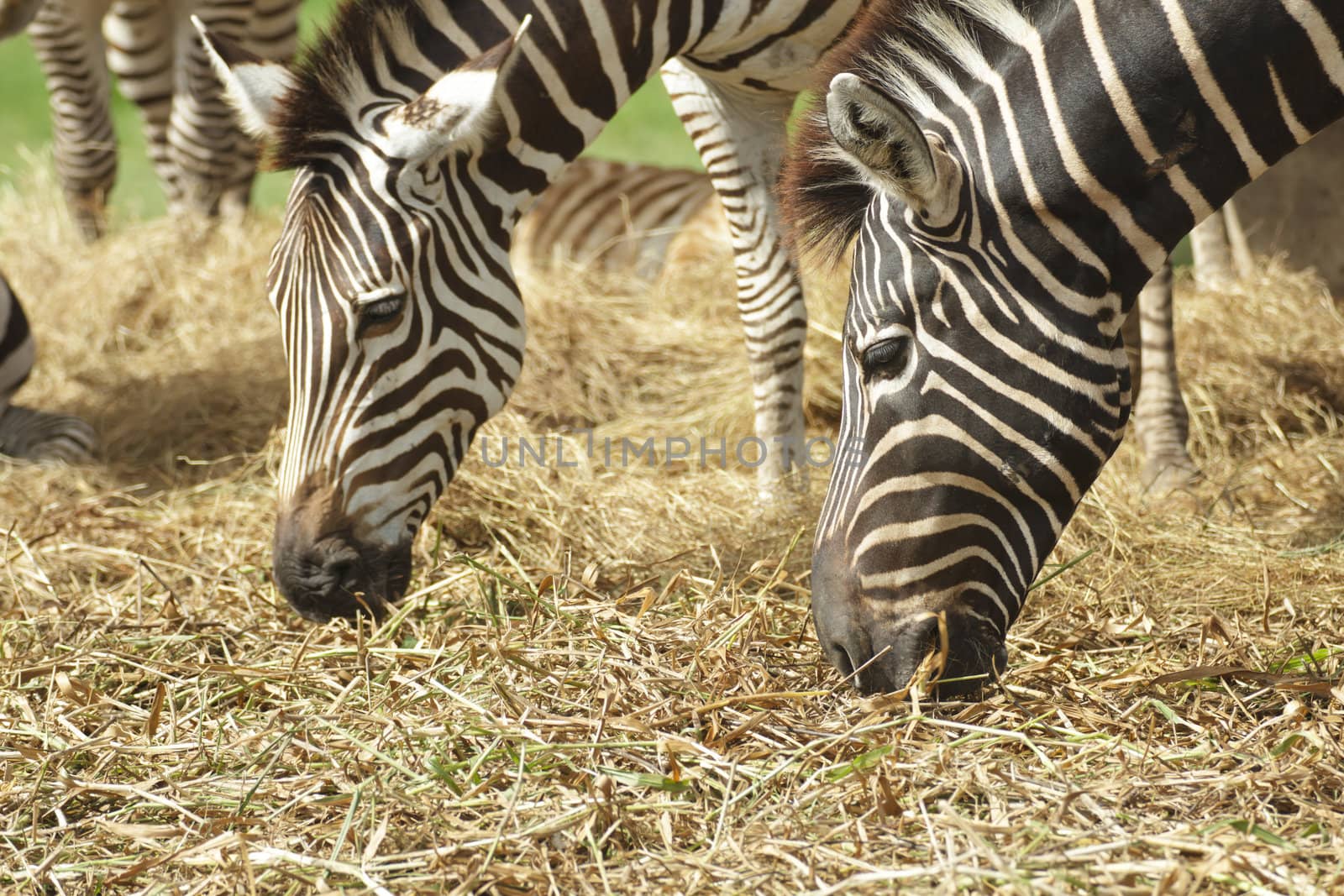 Zebra herd was eating grass in dry and comfortable.