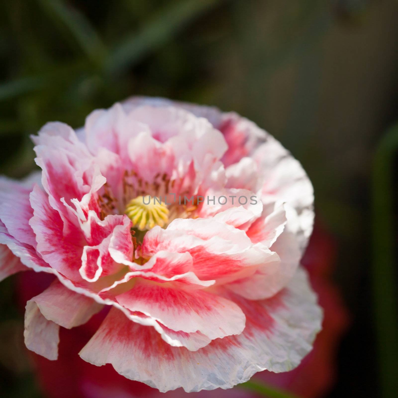 poppy flower by shebeko