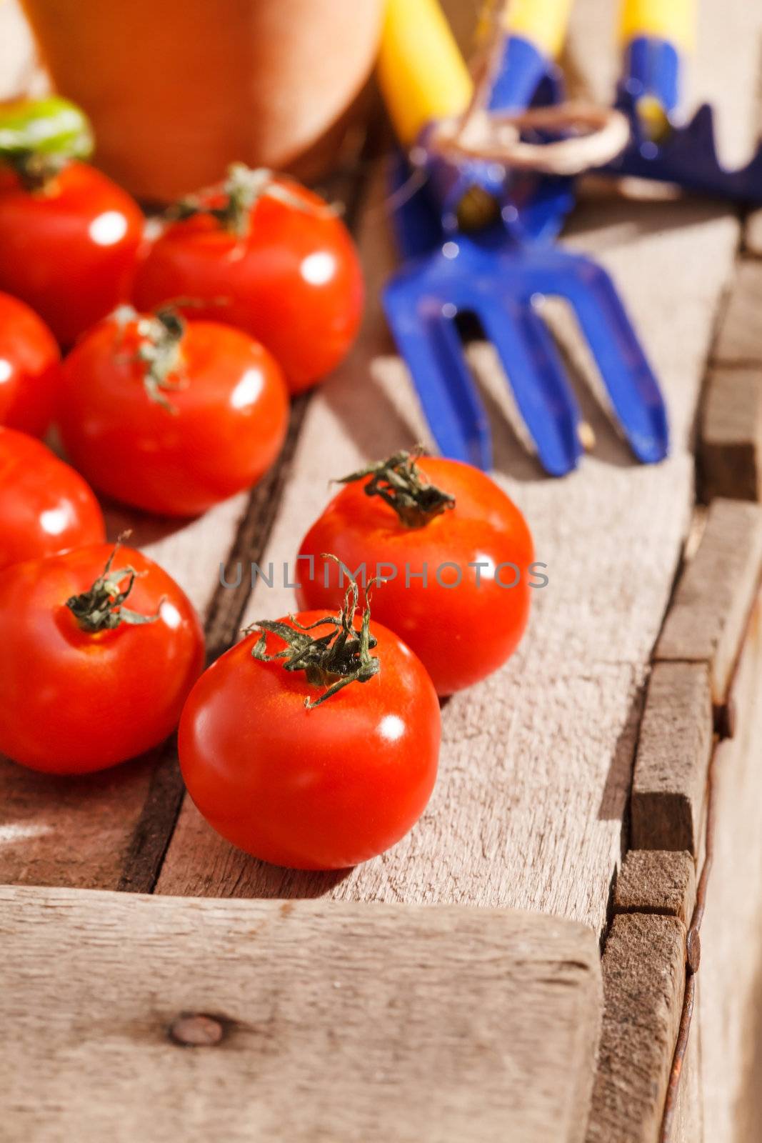 fresh cherry tomatoes by shebeko