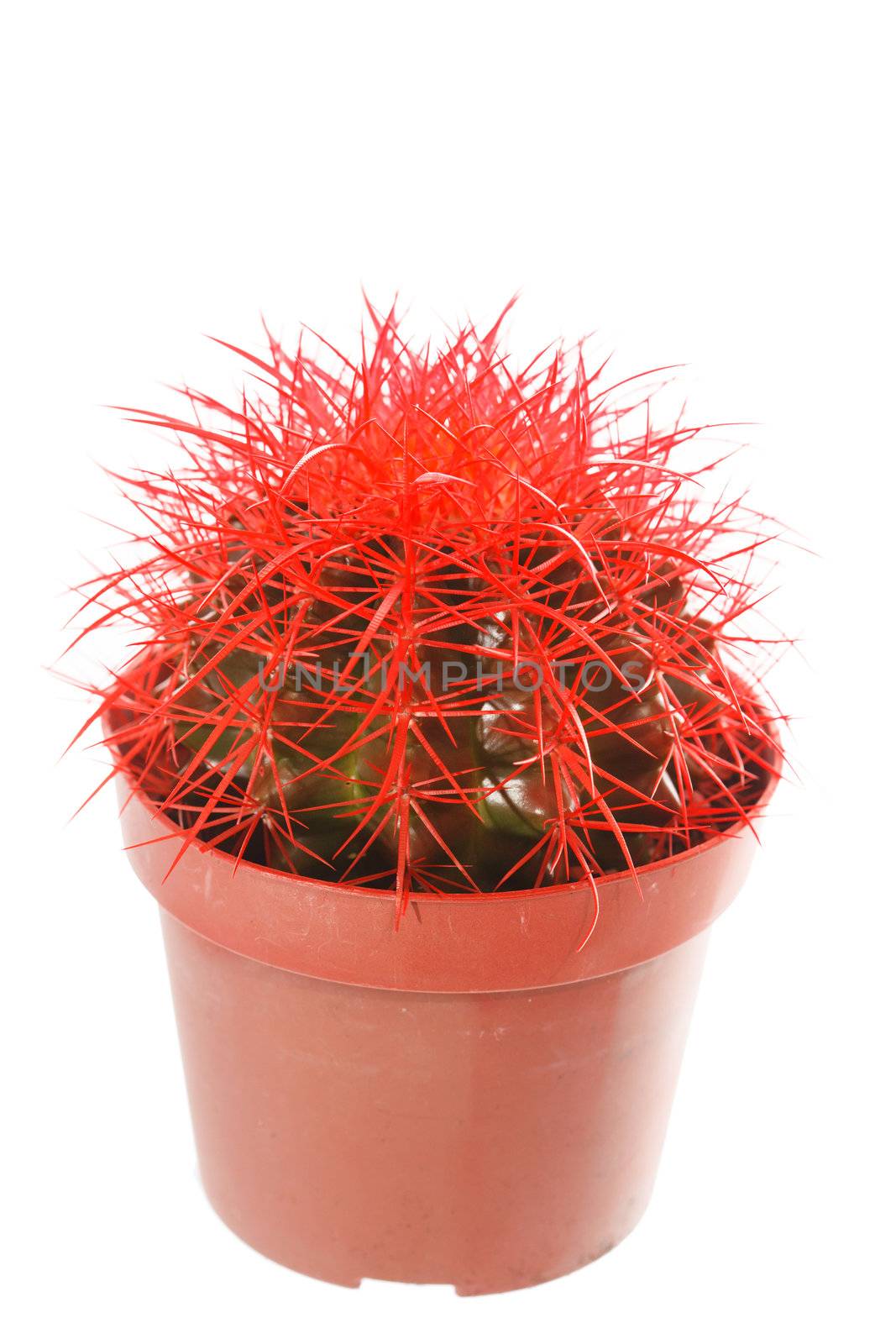 Cactus in a pot by shebeko