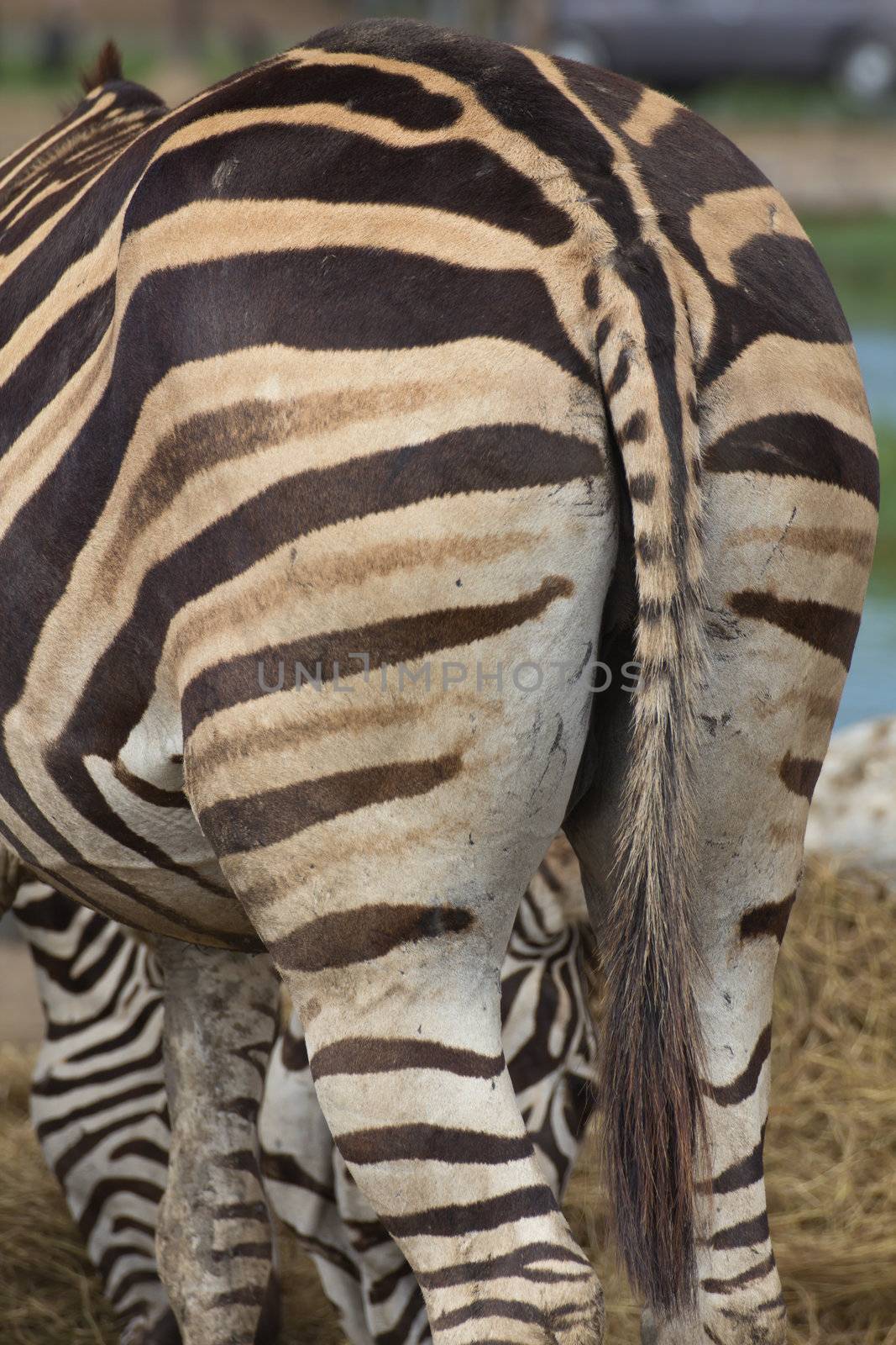 A zebra head and shoulders from the side with soft background