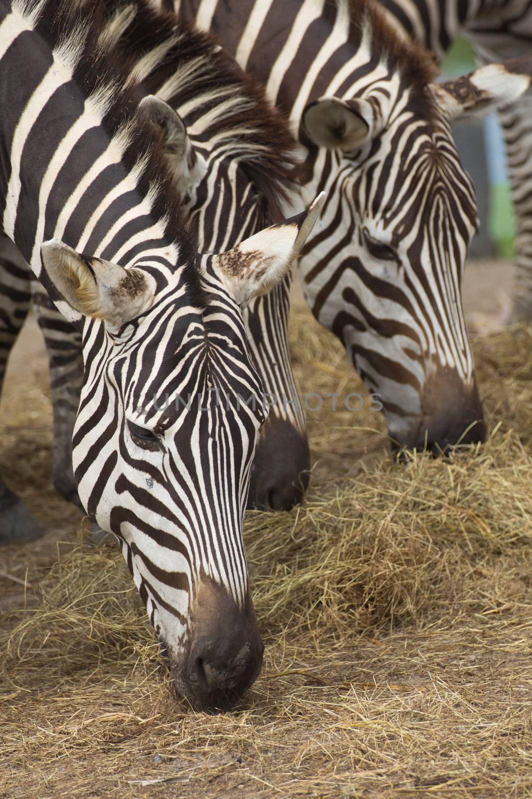A zebra head and shoulders from the side with soft background