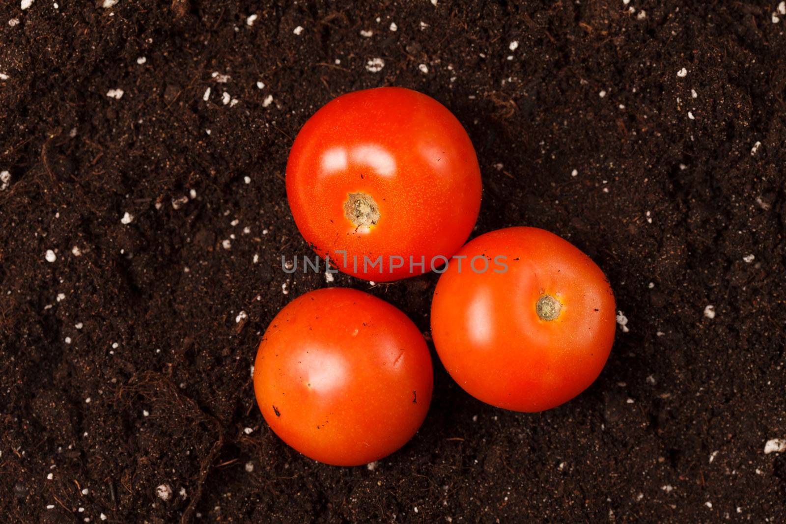 tomatoes on the soil by shebeko