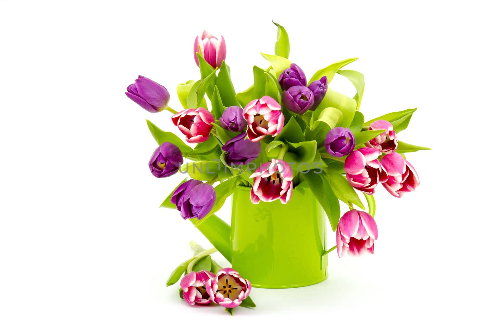 colourful tulips in watering-can