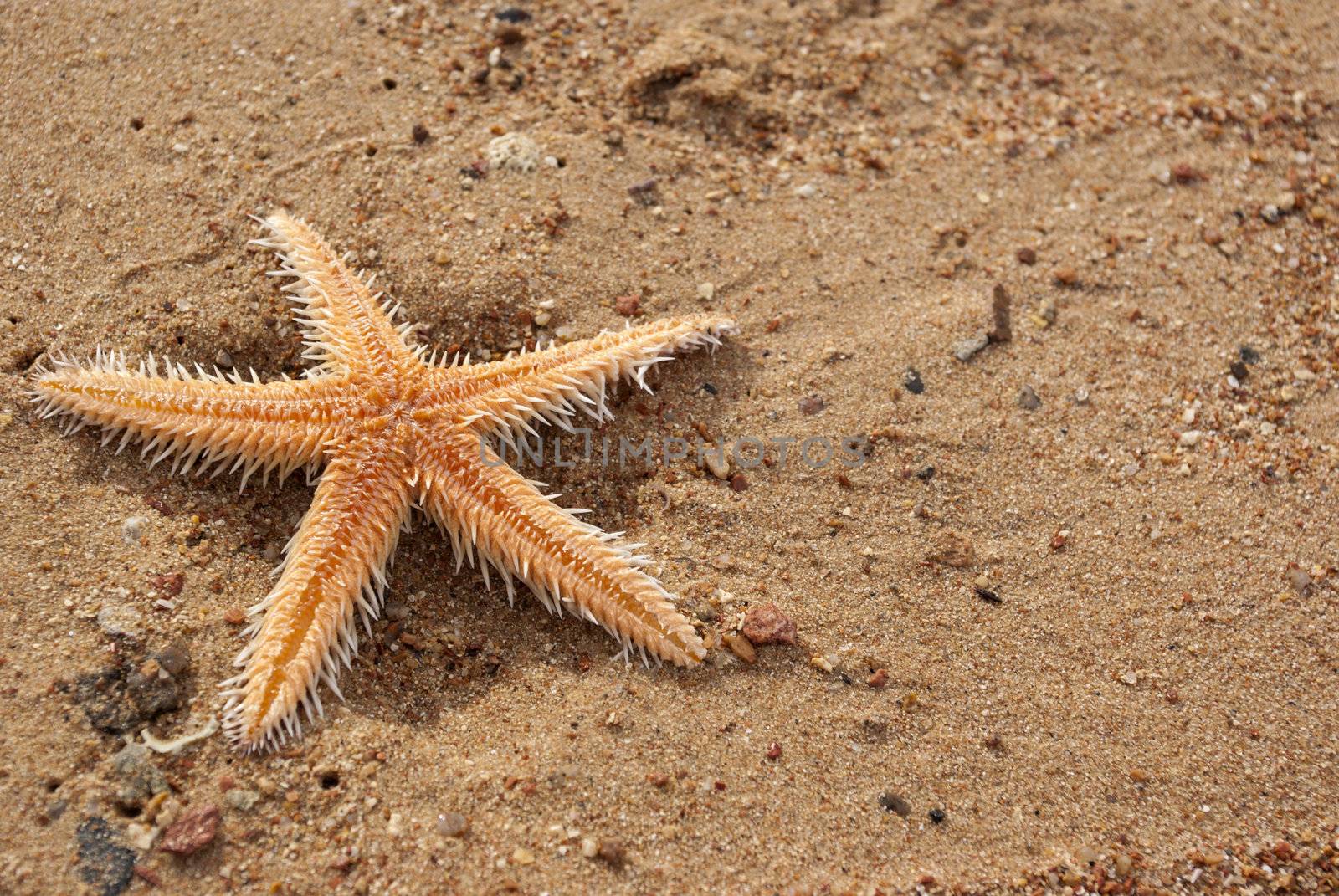 starfish on the beach under the sun