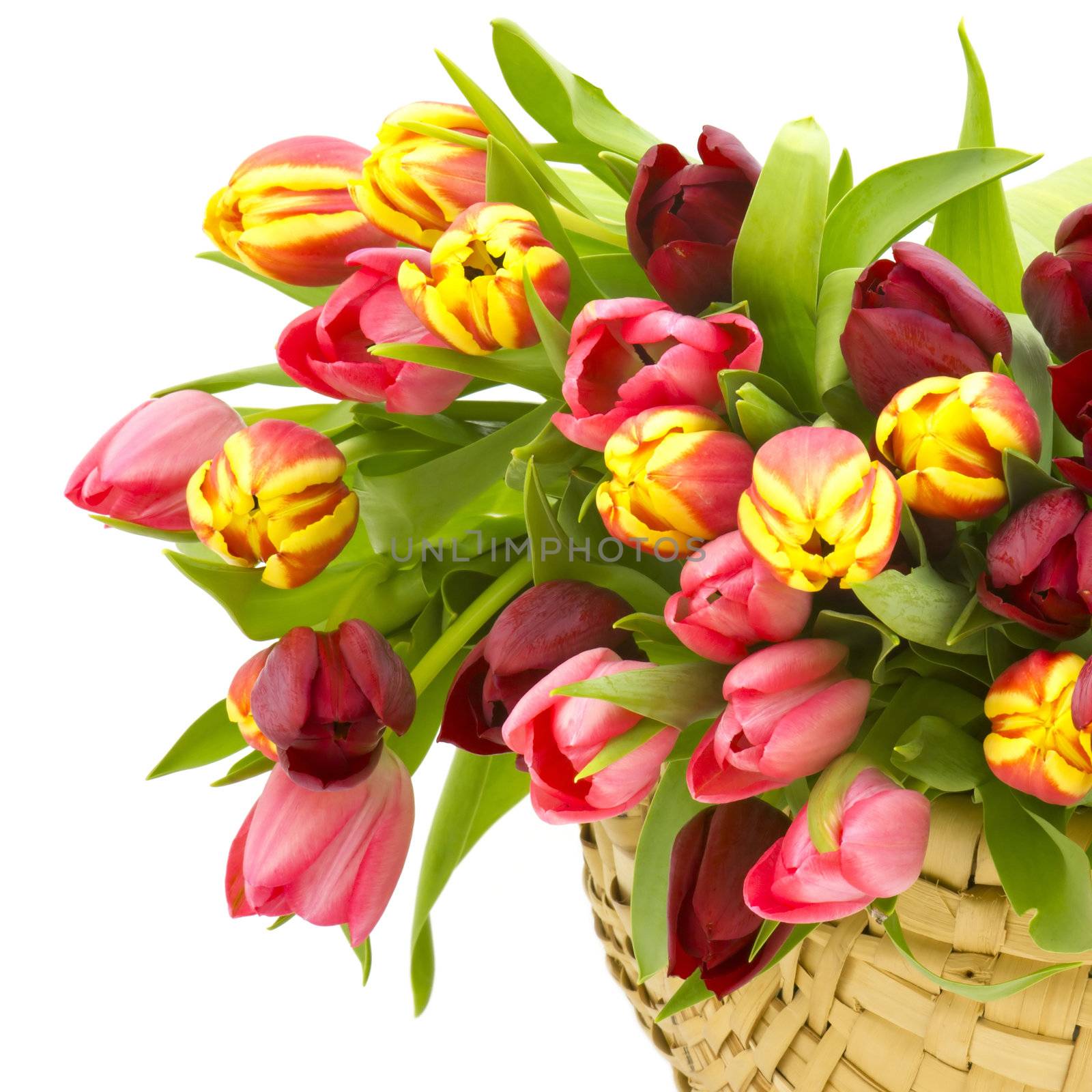 colourful tulips in a basket by miradrozdowski