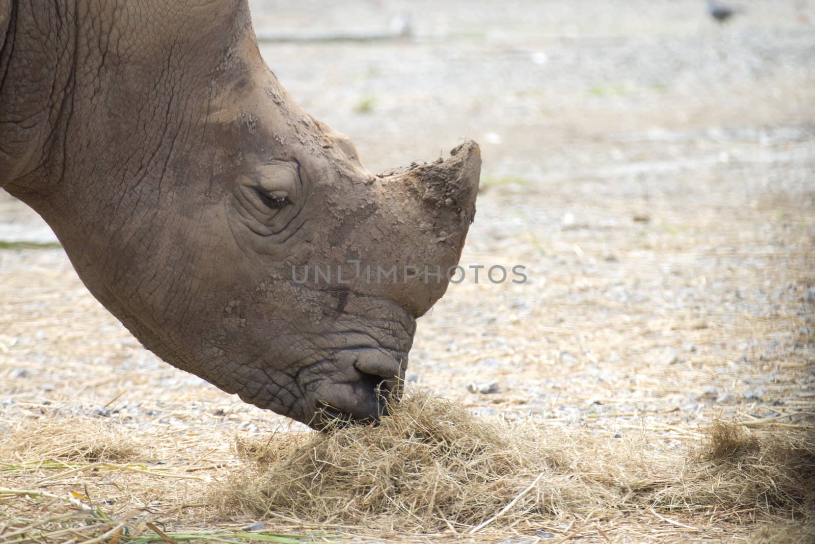 Big rhinoceros eating hay as food happily.