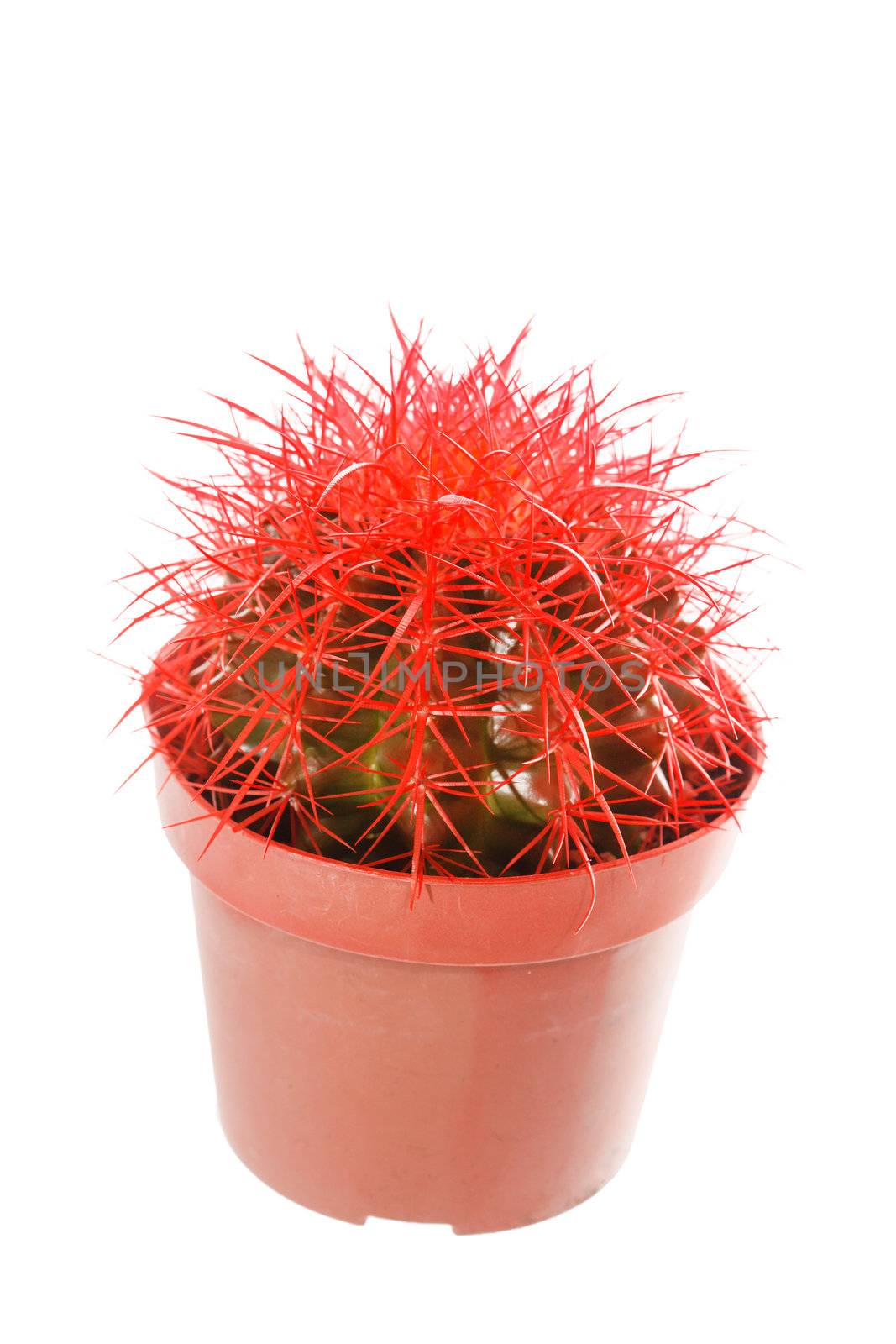 Cactus in a pot