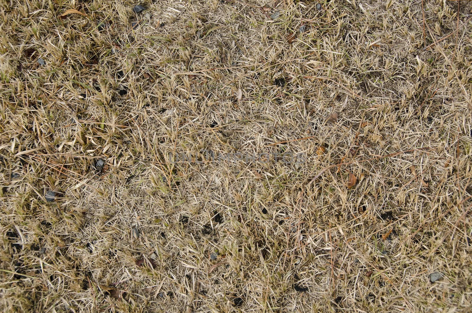 Yellow brown background of dry grass with tree needles