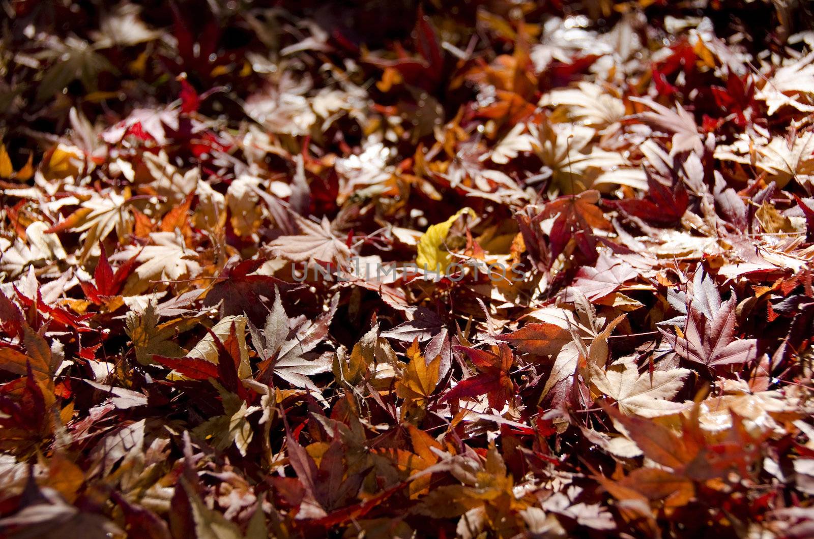 Background of japanese maple leaves in autumn on the forest floor