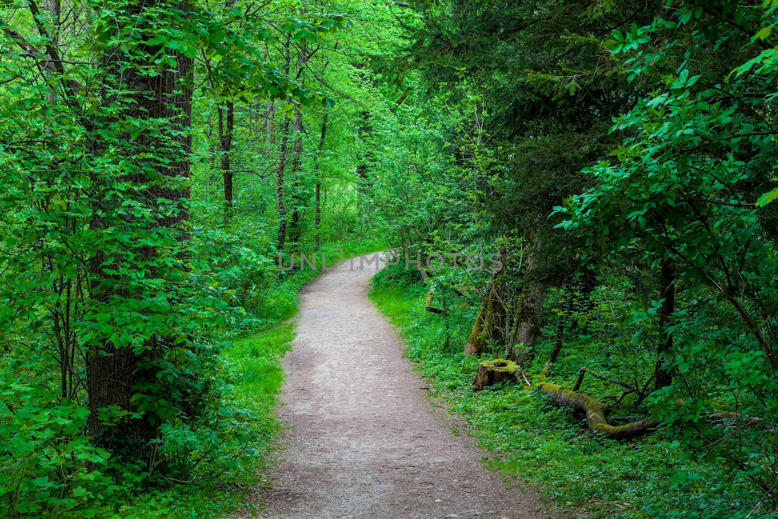 Path in a forest