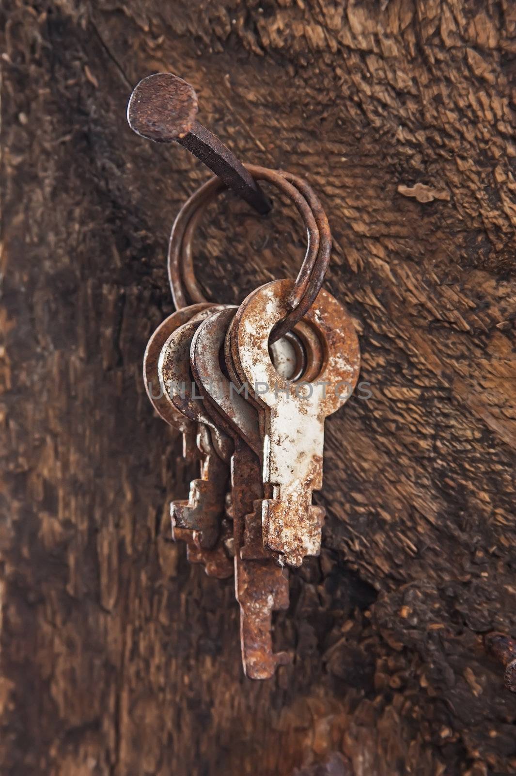 forgotten keys on an old nail by oleg_zhukov