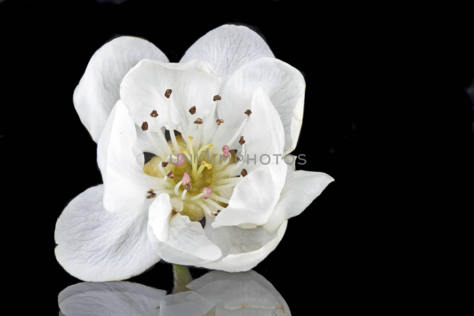 Cherry blossom on a black background