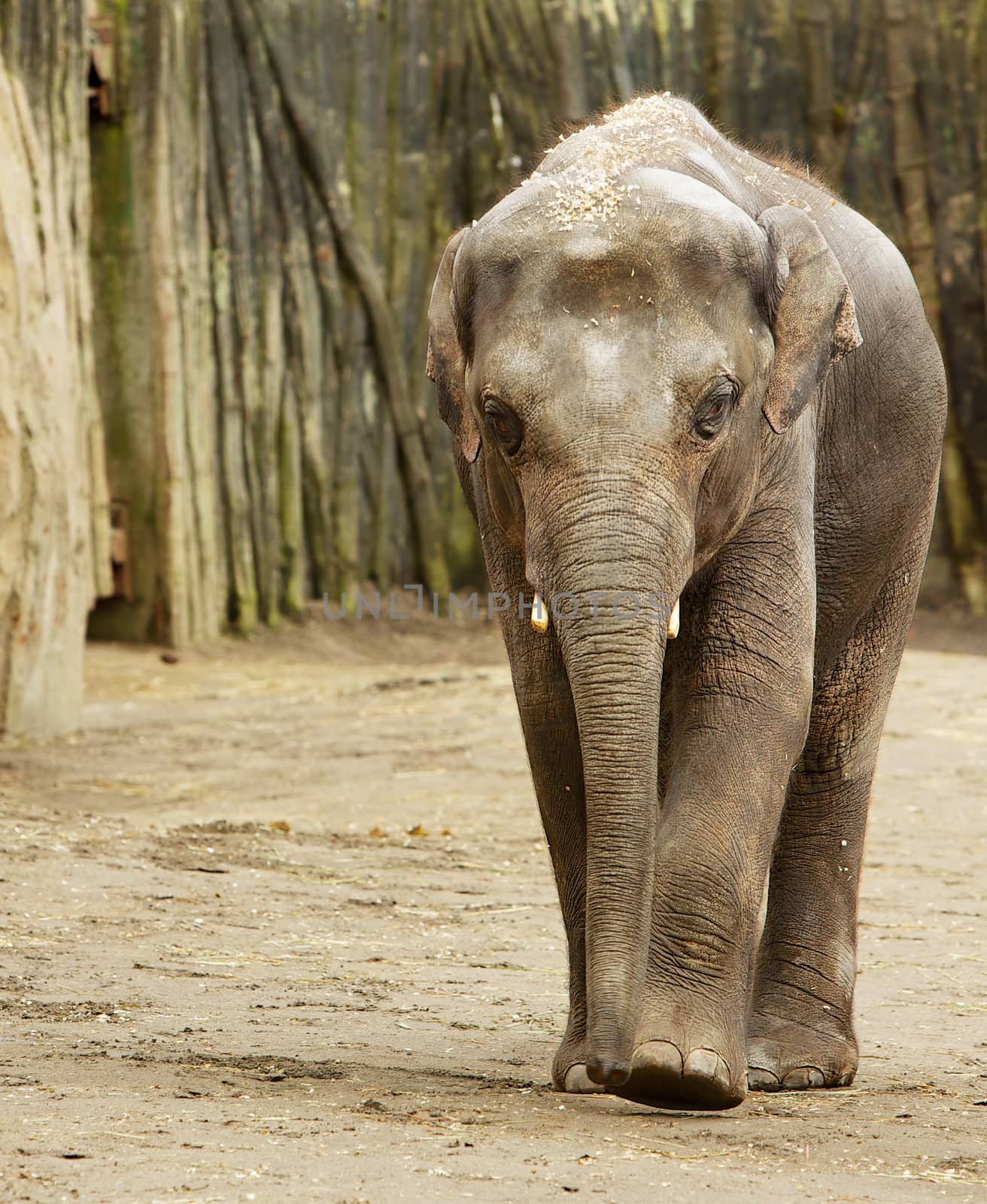 Adult Elephant walking towards camera with wood wall in background