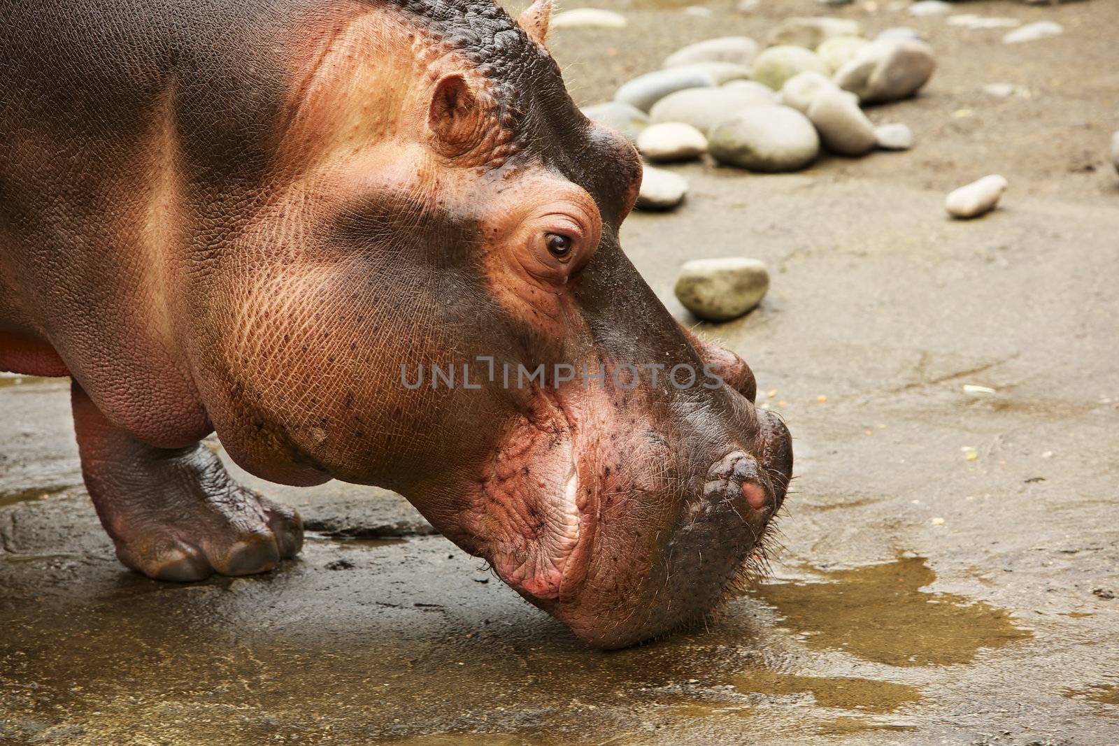 Close up profile of the huge head of a hippopotamus