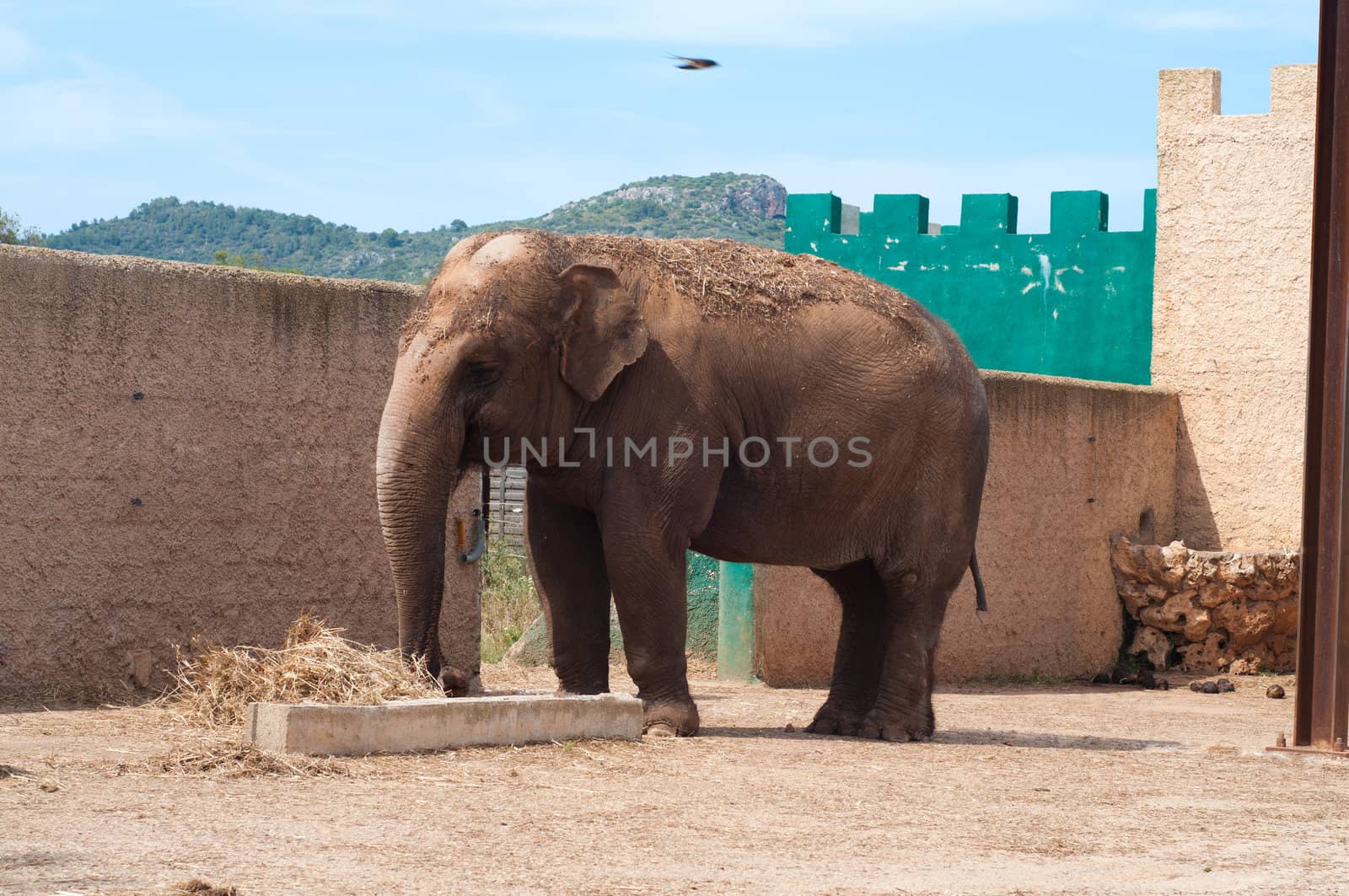 Shot of big elephant near pink building