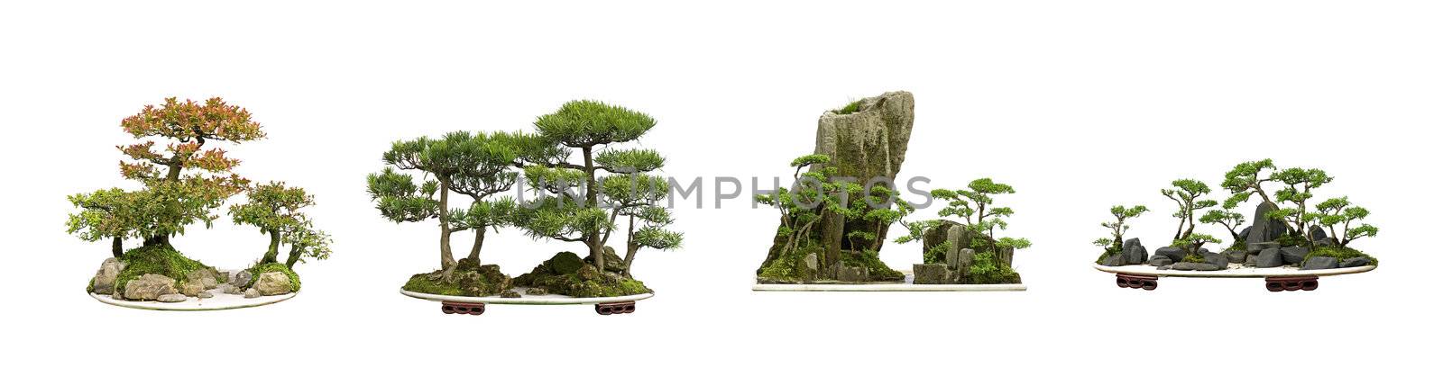china bonsai by jackq