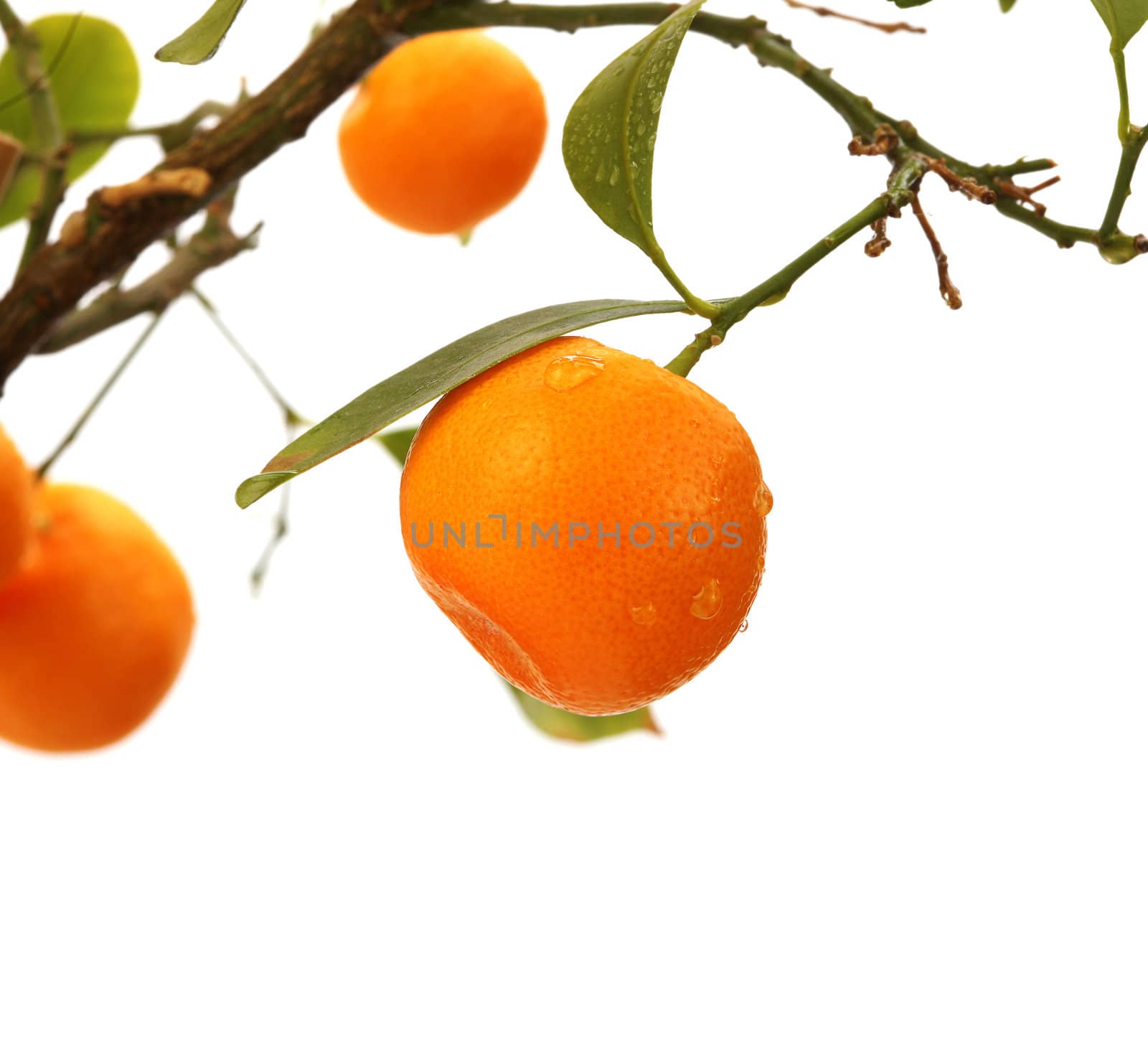 orange tree branch by rudchenko