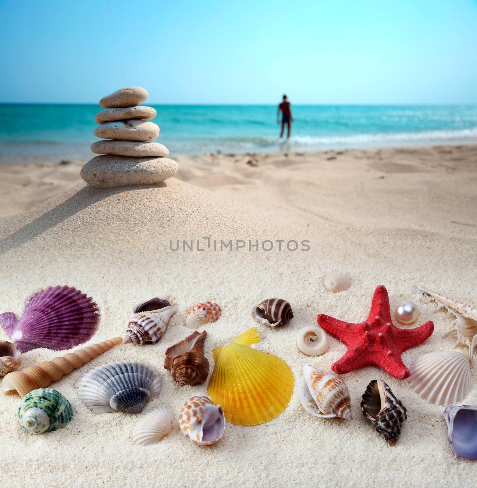 sea shells on sand beach by rudchenko