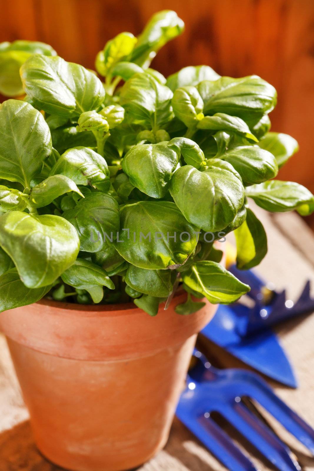 basil in the pot 