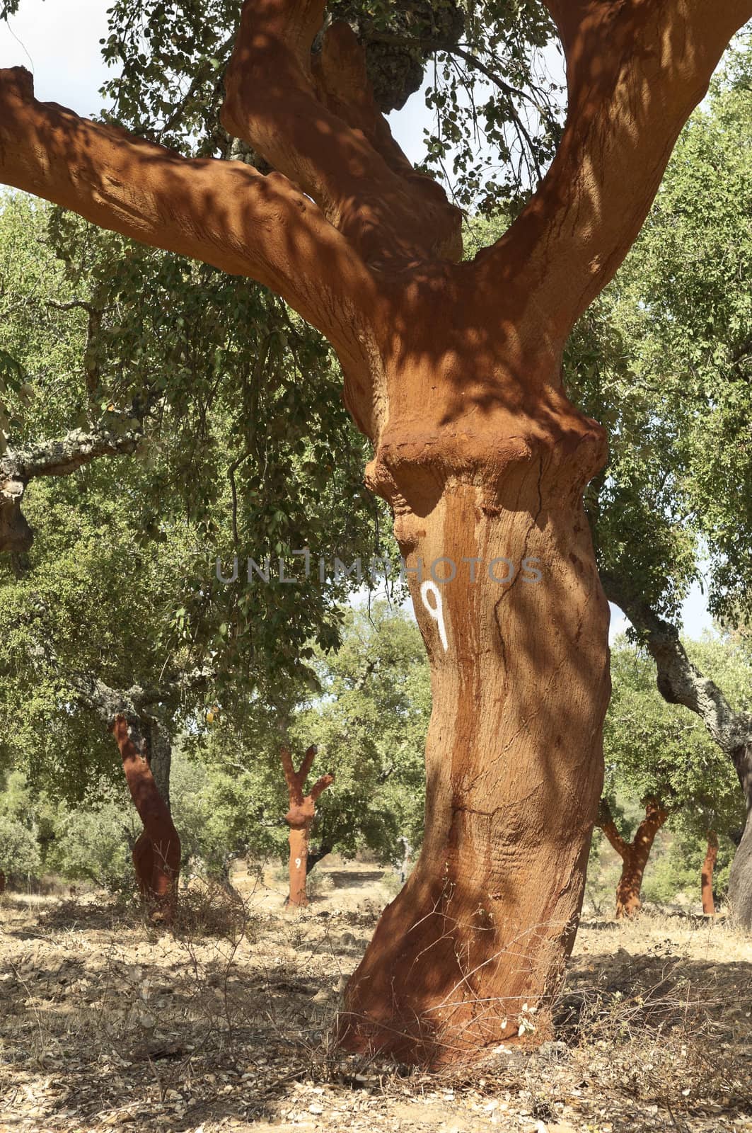 Cork trees - quercus suber - recently stripped, Alentejo, Portugal