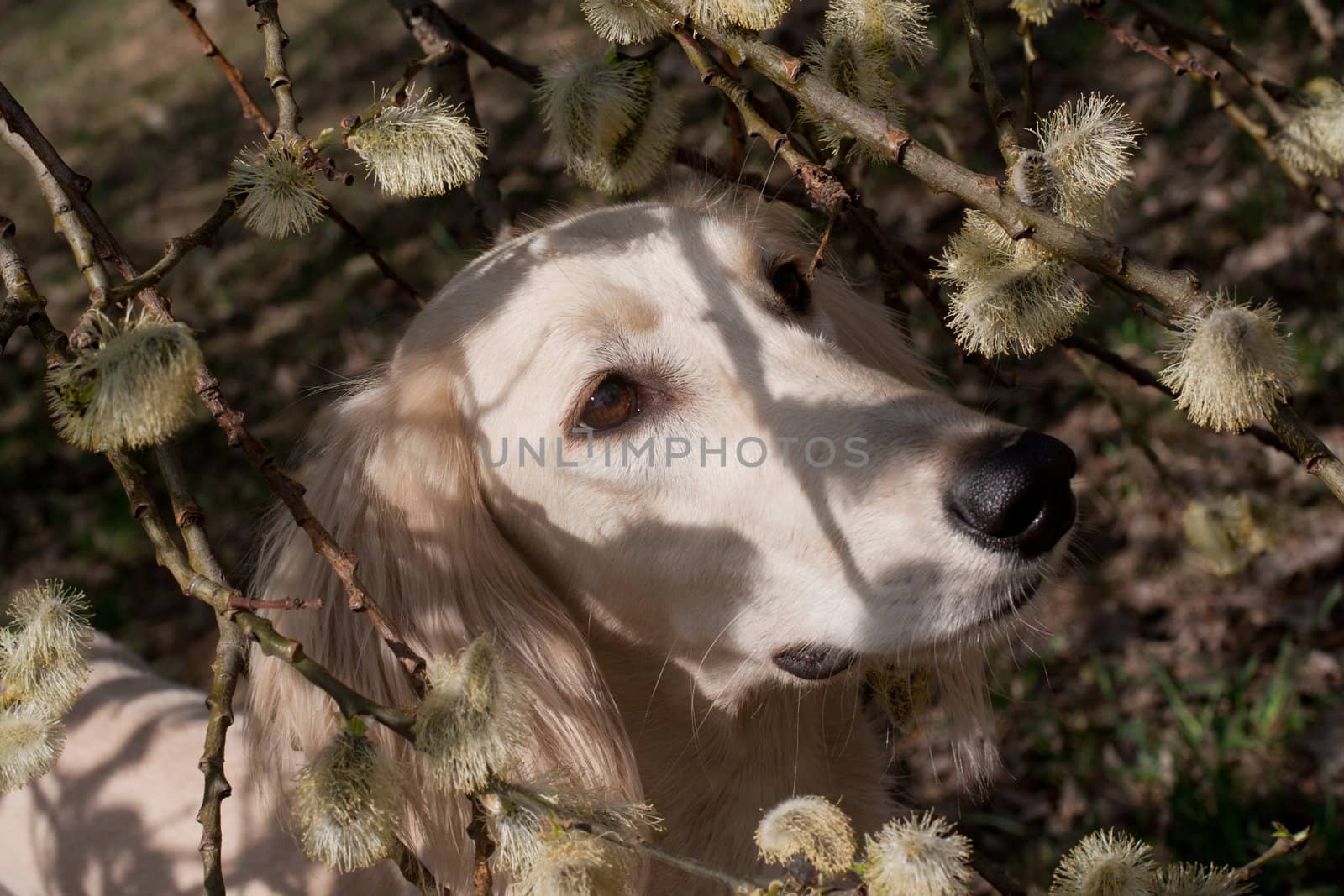 Portrait of white saluiki in willow flowers
