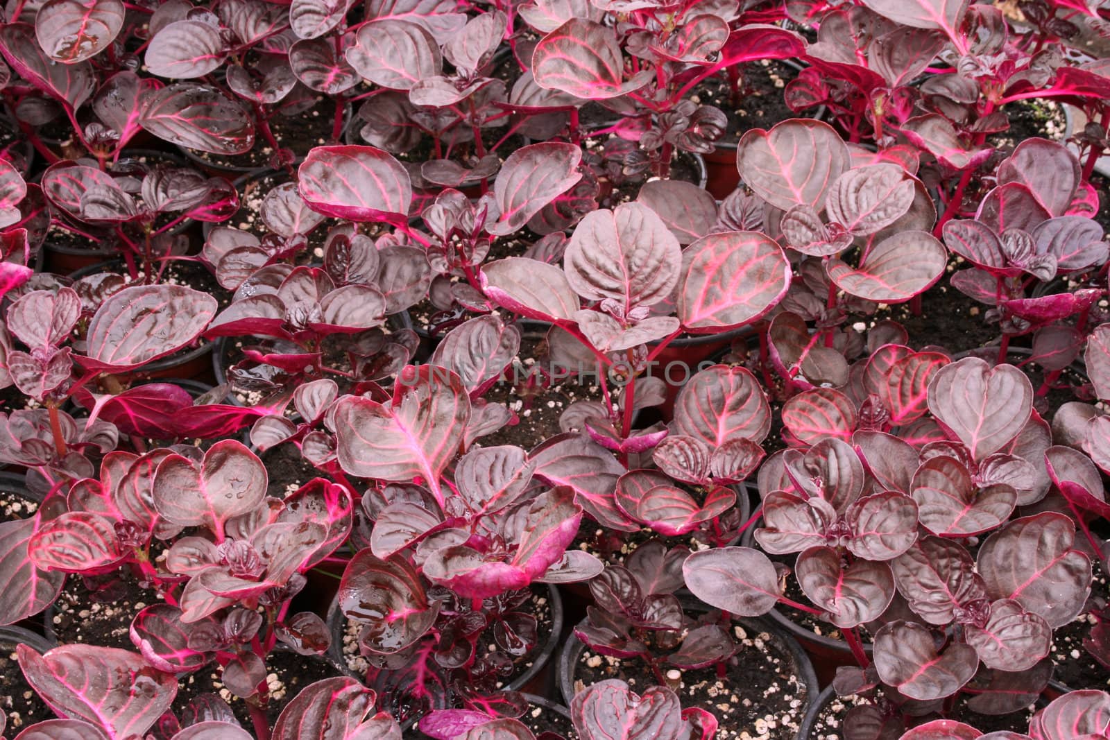 greenhouse production of flowers