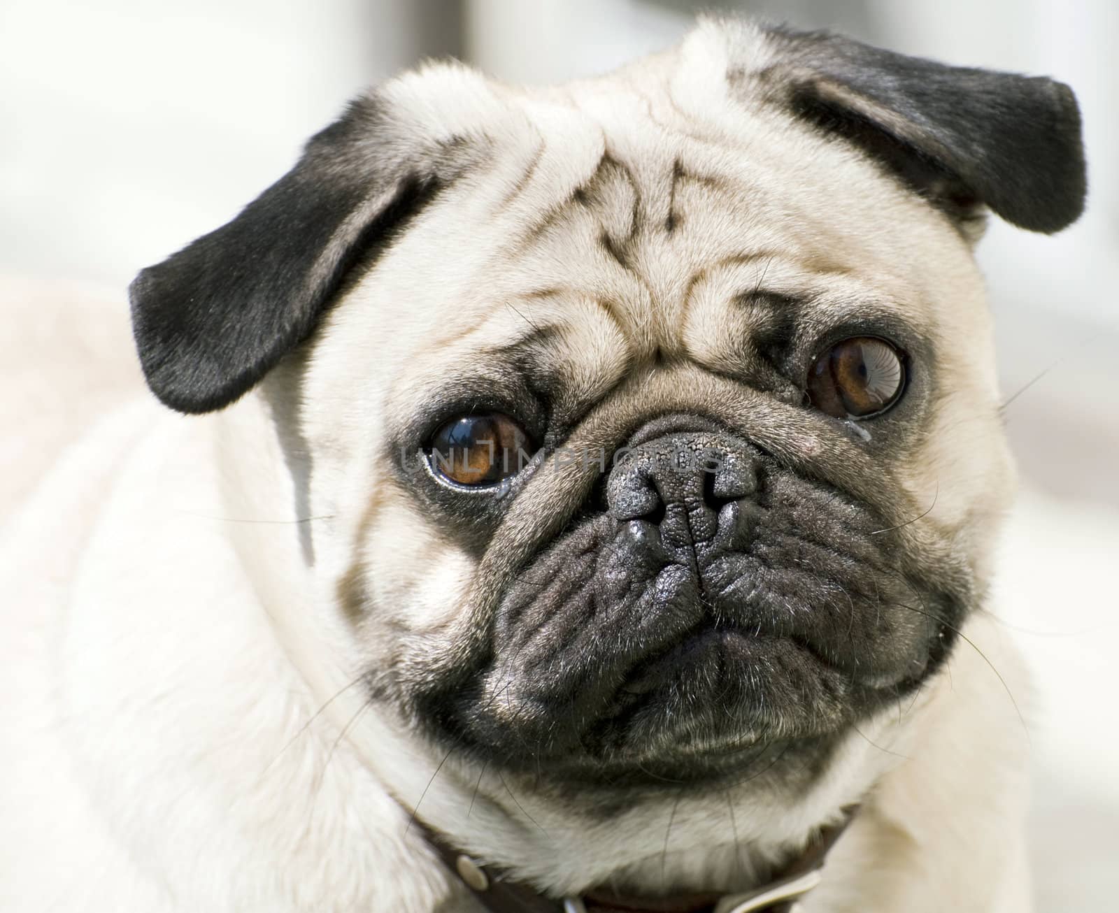 Close-up of a Pug's face