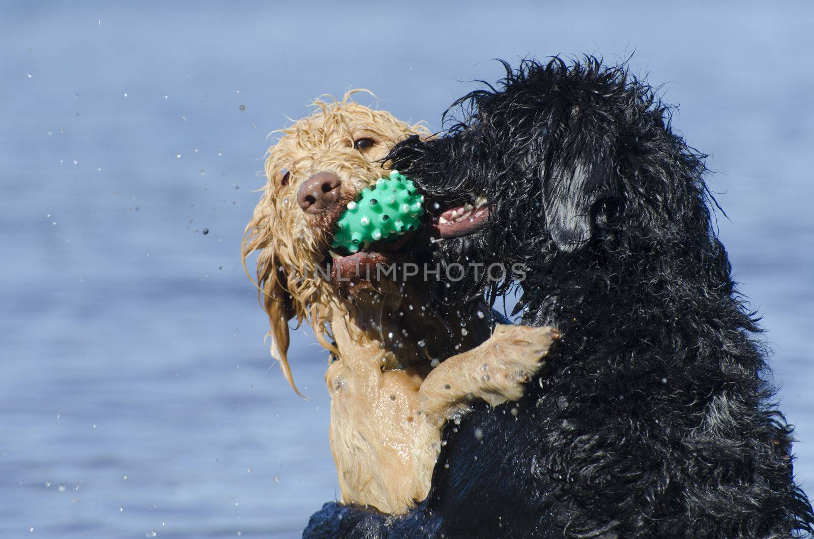 Two labradoodles playing in the lake with the blonde dog retrieving the ball and the black dog bugging her sister