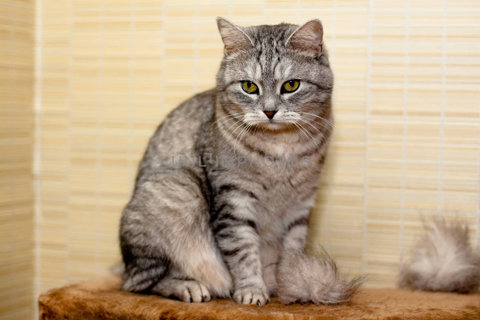 A sitting grey tabby cat
