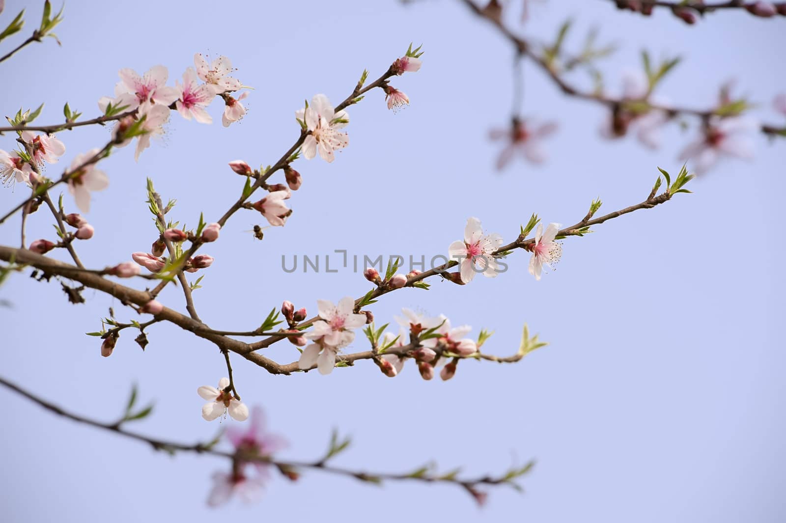 pink Peach blossom in a garden at spring