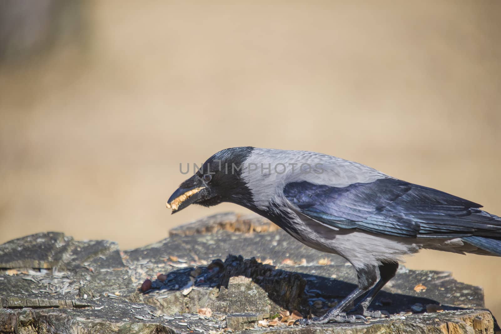 hooded crow, corvus cornix, with the beak full by steirus