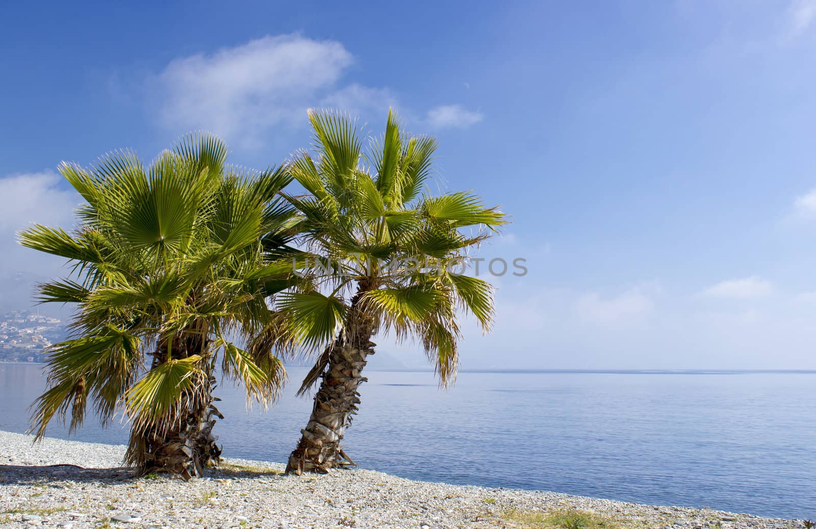 Palm trees on a beach in Almunecar, Andalusia region, Costa del Sol, Spain