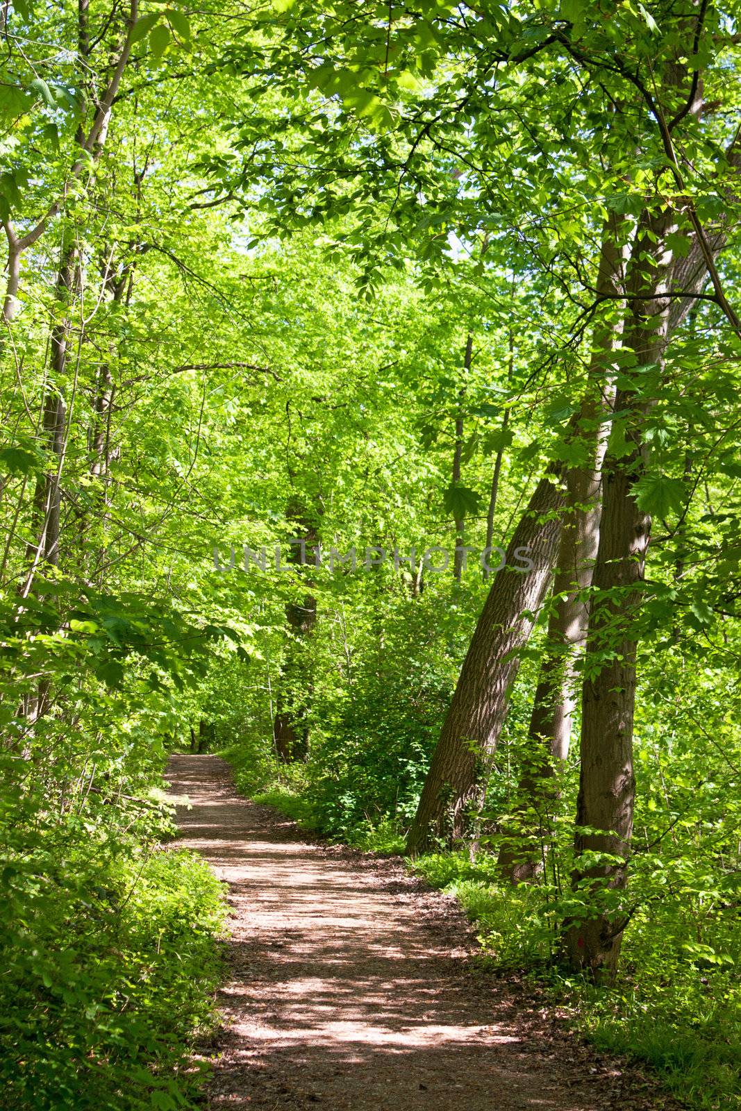 Landscape of path in spring season with nice and peaceful trees