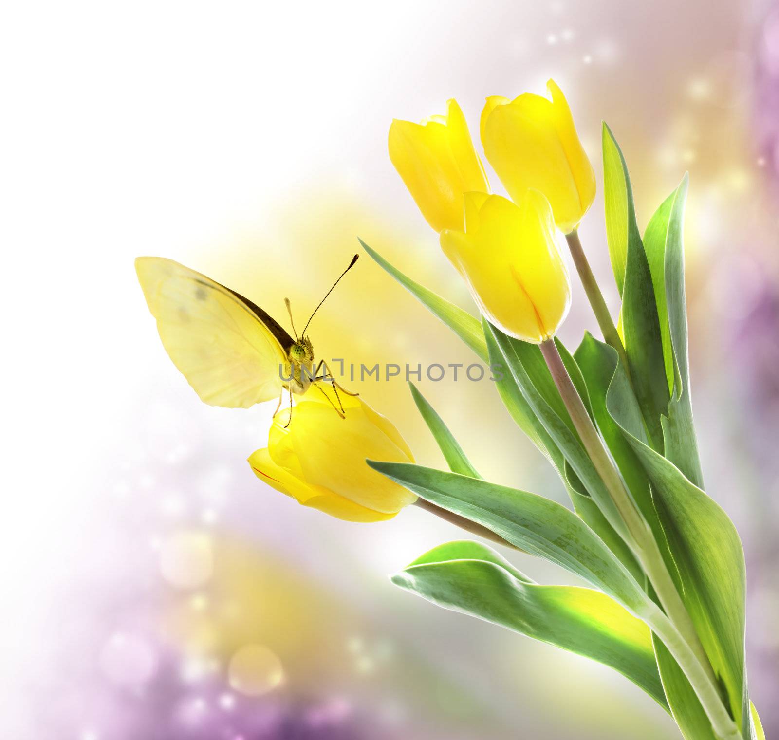 Yellow Tulips with a Butterfly on Lavender Light Background
