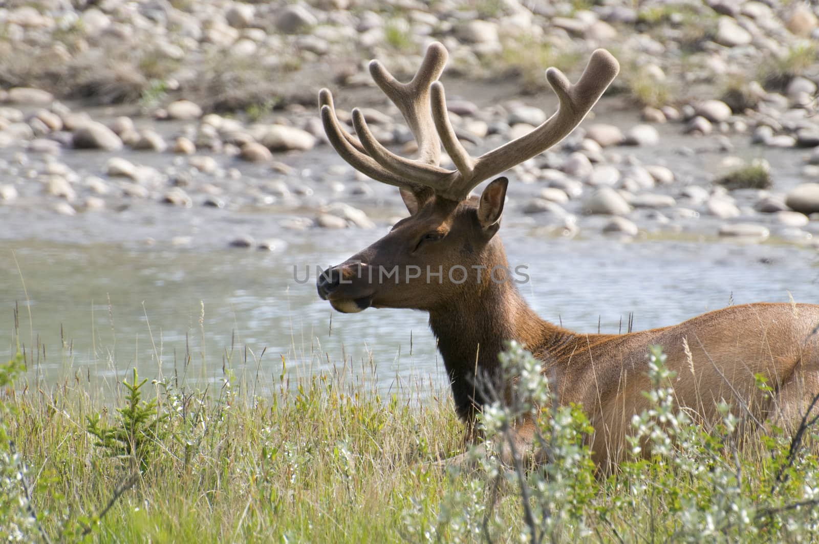 Male elk resting by the river in the early morning, located in Jasper National Park