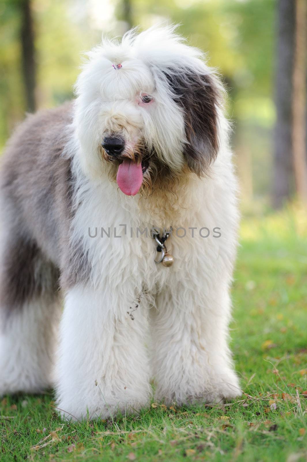 An old English sheepdog standing on the lawn