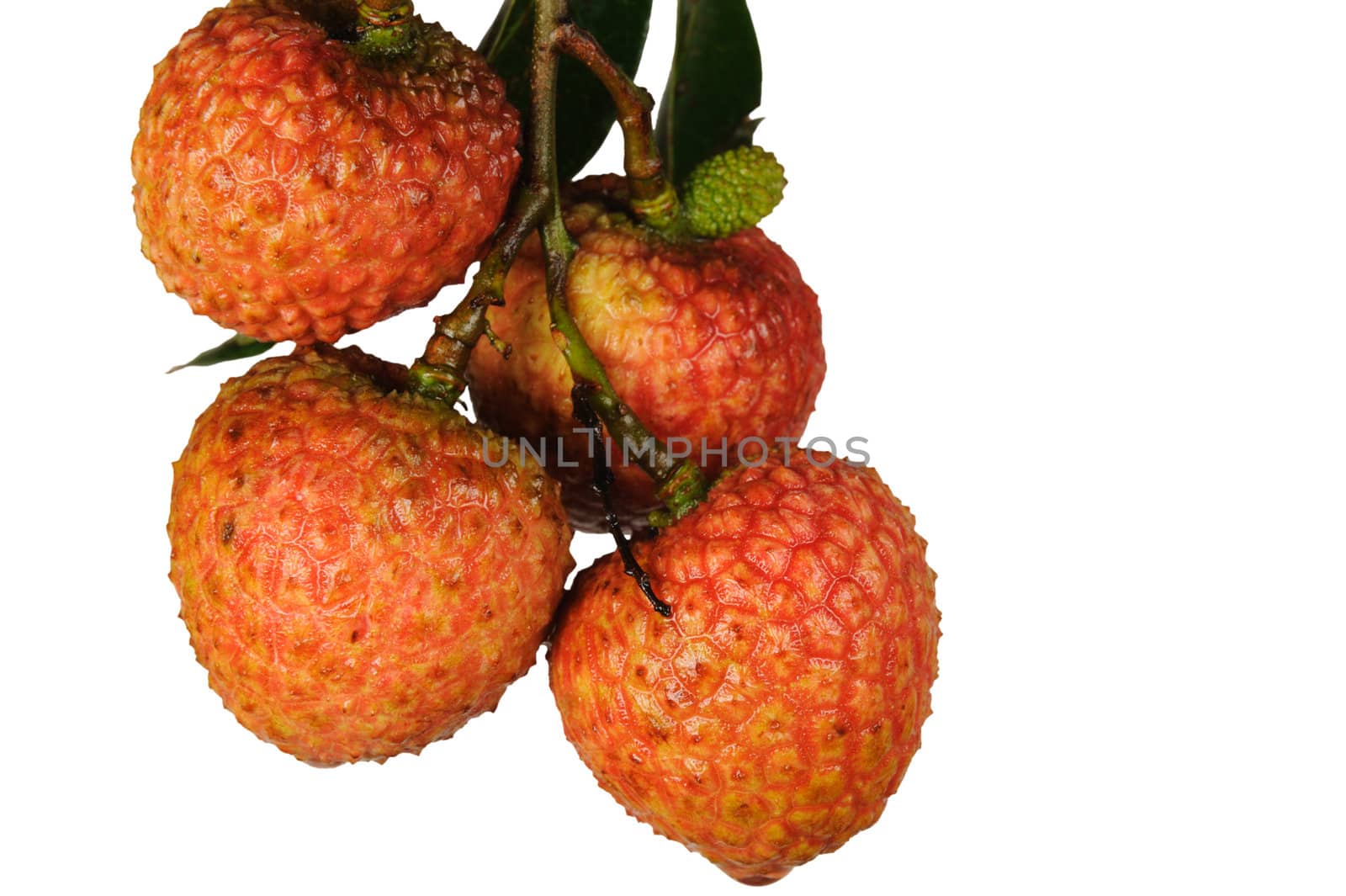 Litchi with green leaves isolated on white background