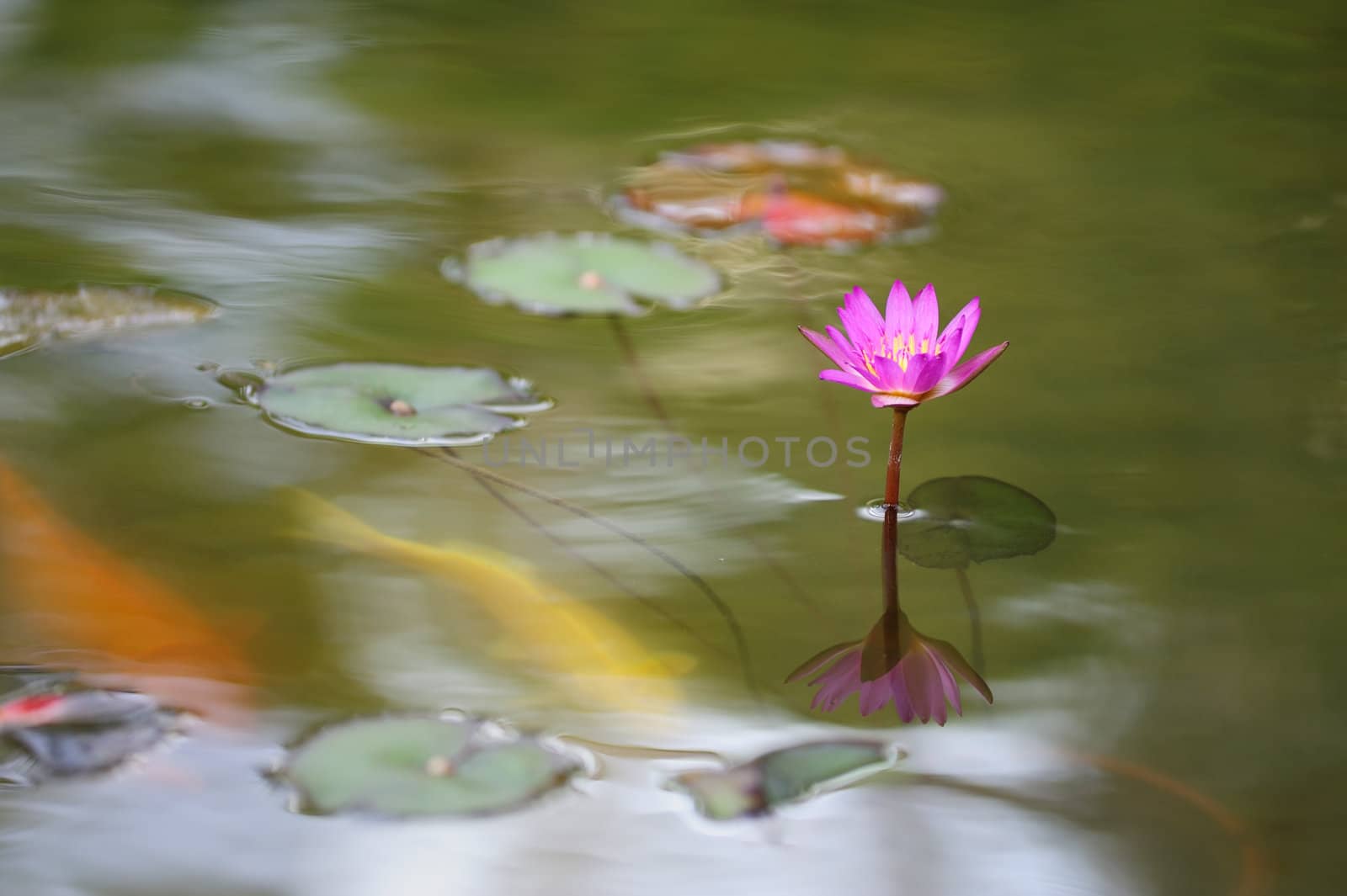 Single water lily flower blooming in the pond