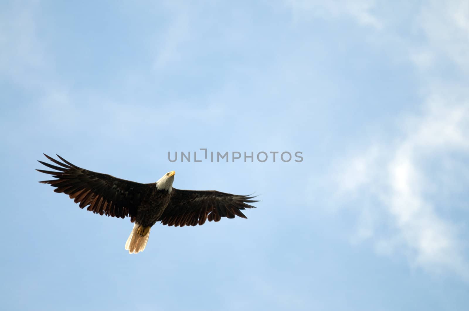 Bald eagle soaring with copy space in the blue sky area