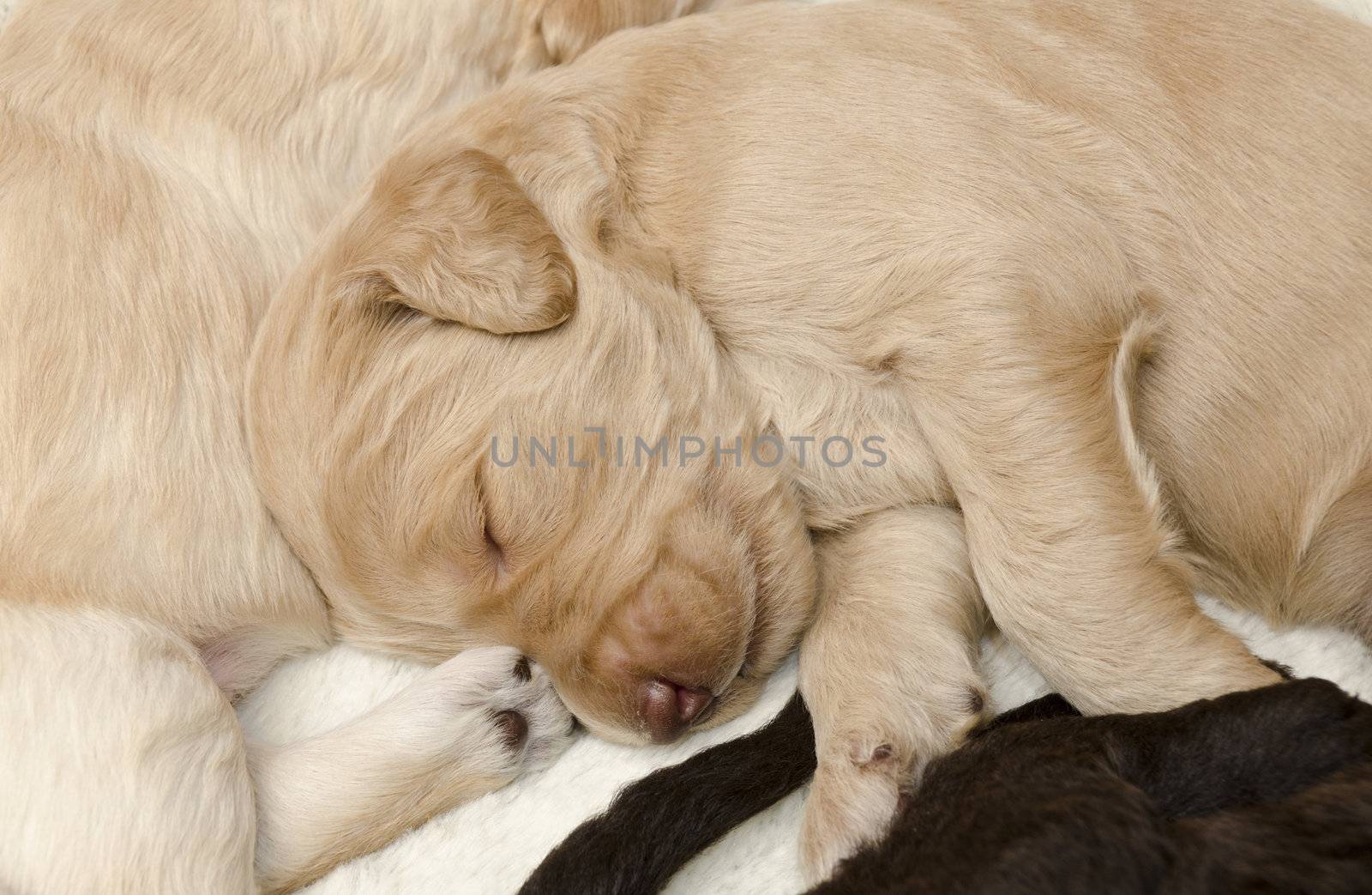 Selective focus the carmel labradoodle pup, sleeping with his siblings