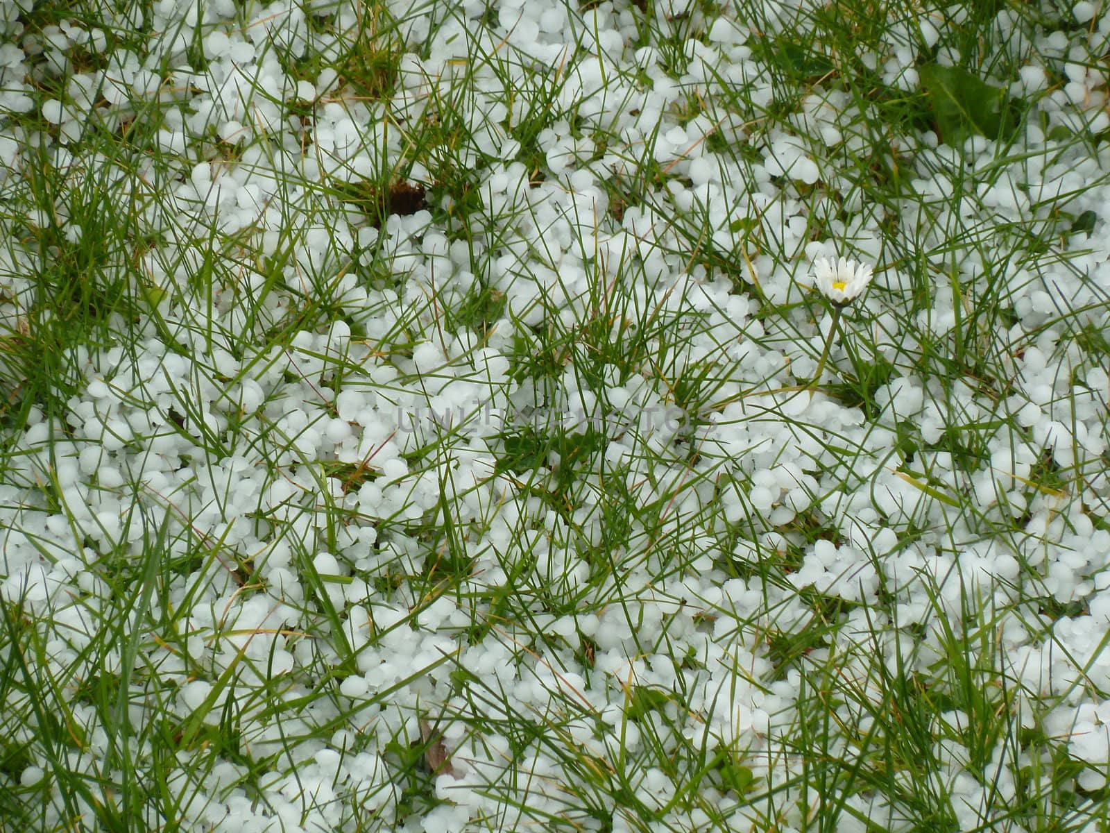 line flower through hail on grass