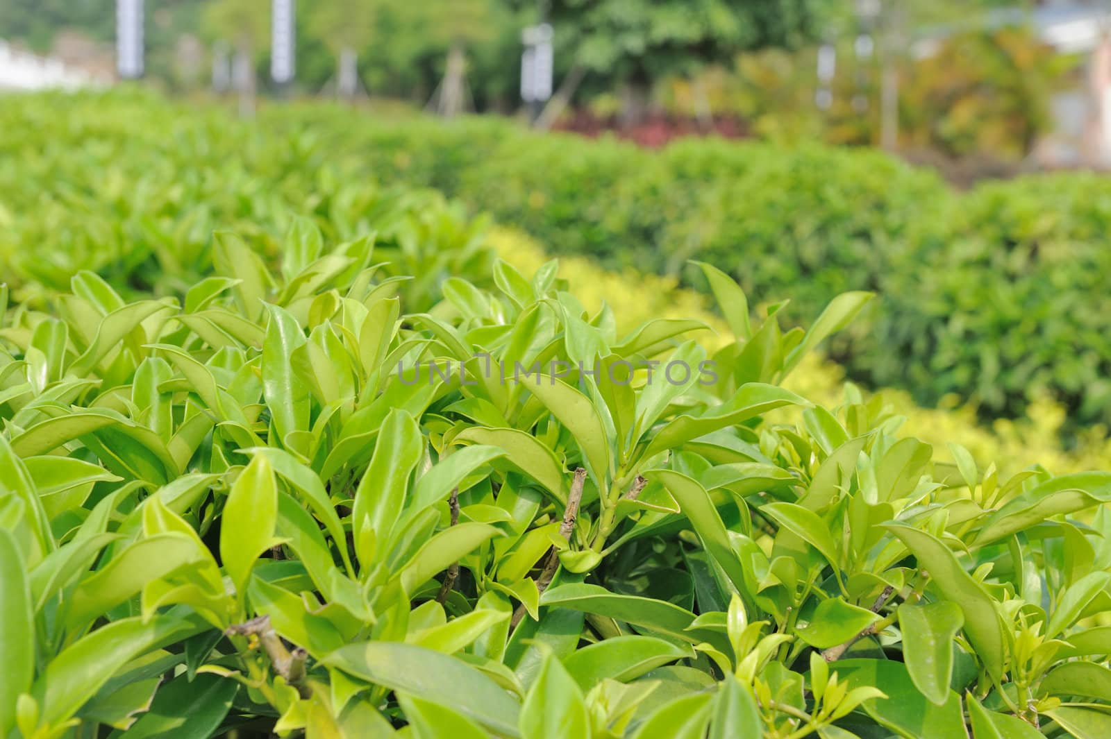 Detail view of green tea trees