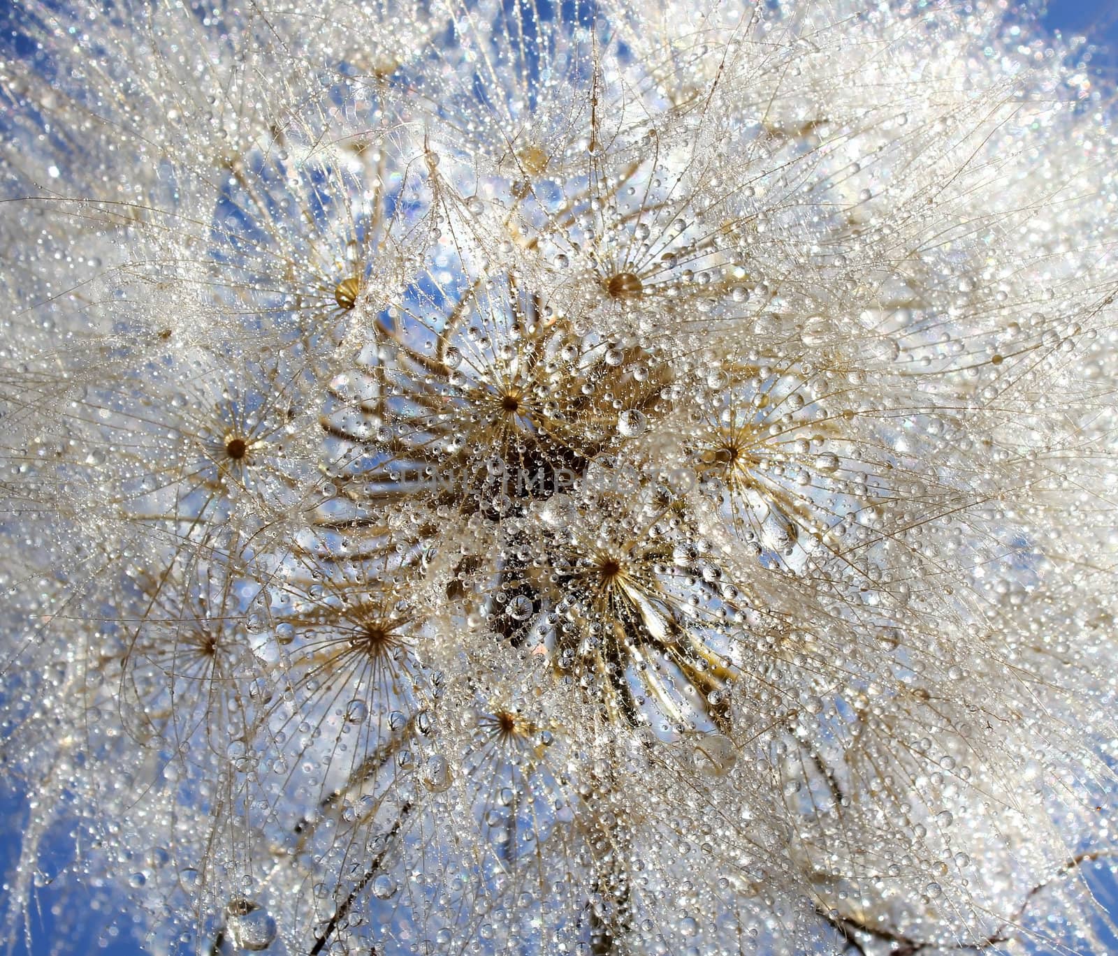 Dandelion in the drops of water on a bright blue sky background