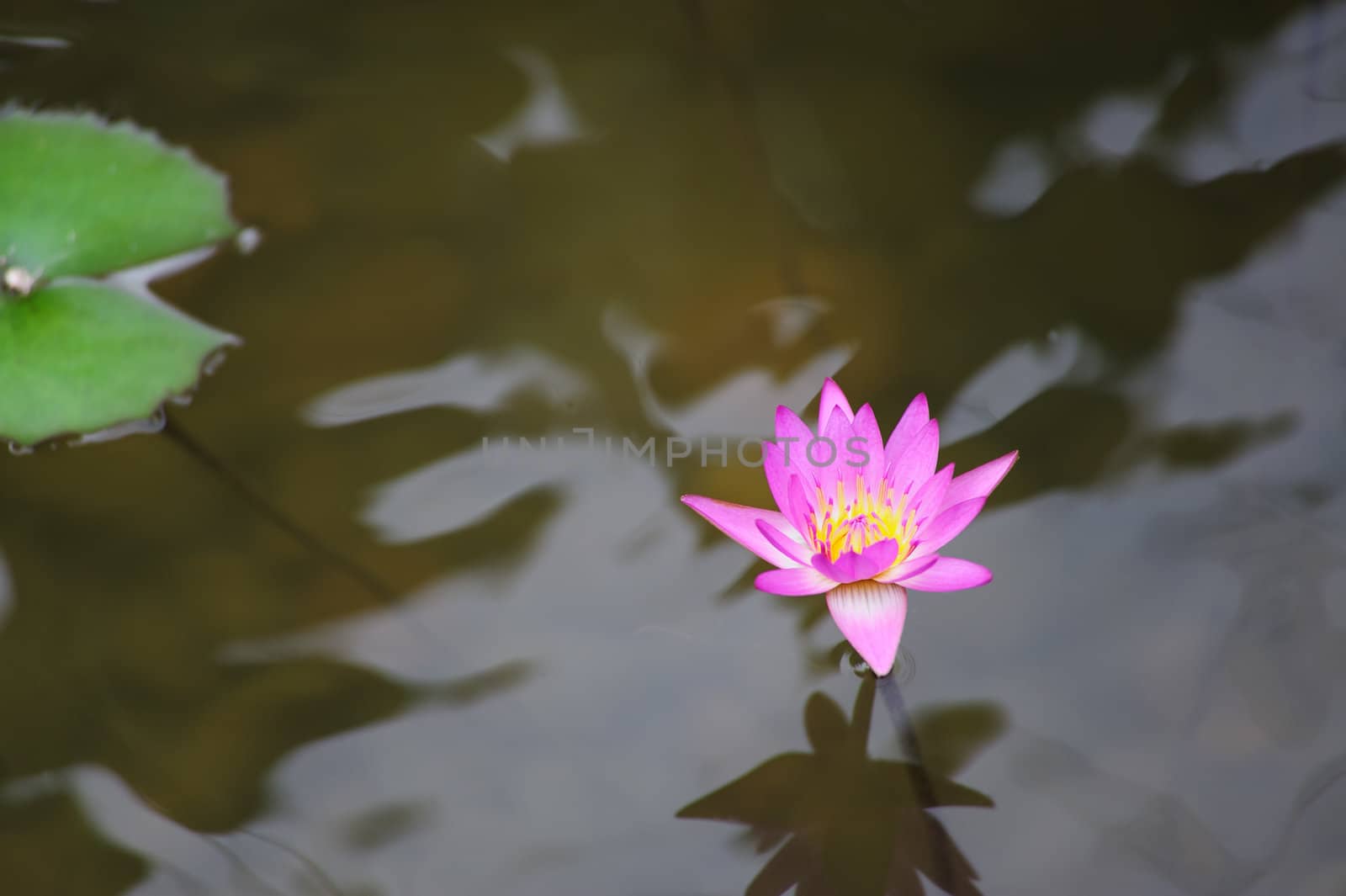 Water lily flower by raywoo