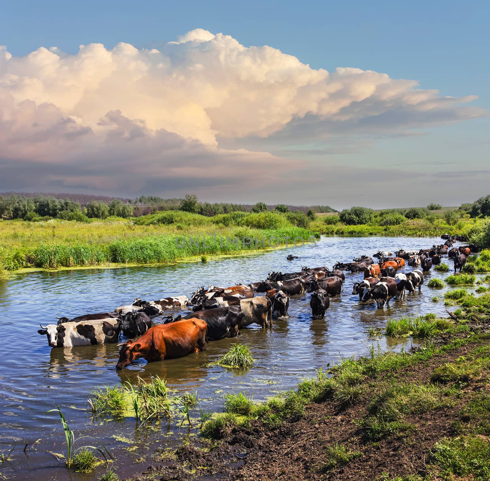 Cows wade cross the river in the countryside