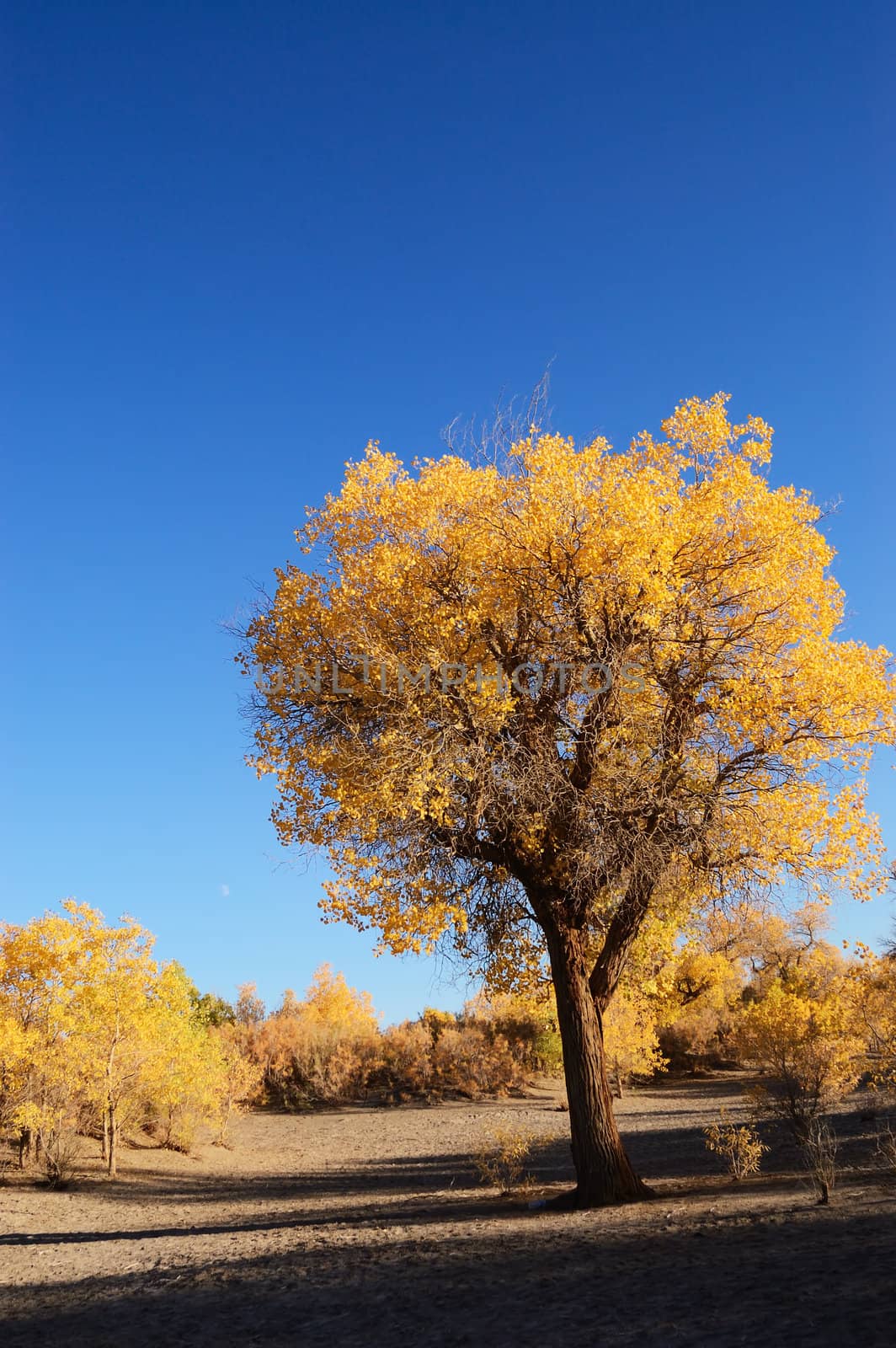 Yellow tree of diversifolia populus in North China